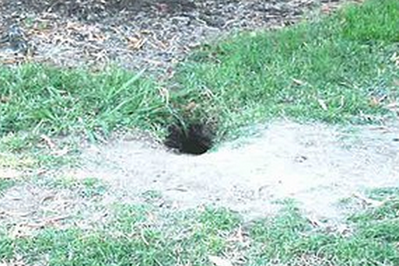 ground squirrel mound