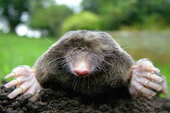 homeowner mole bait