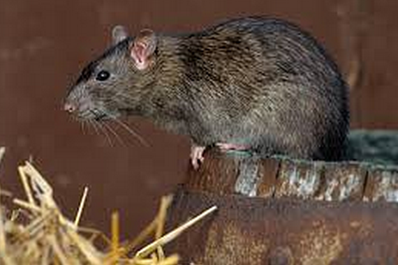 homeowner rat bait