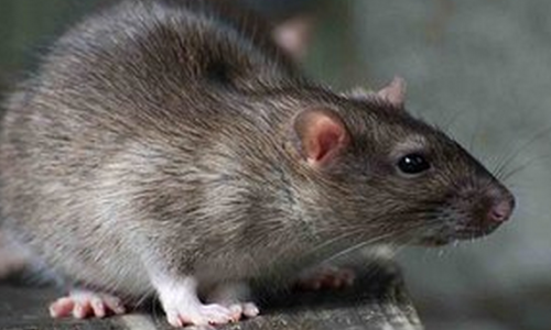 hwznbross スウェットevilact ocean beetle RATS hwznbross スウェットevilact ocean beetle RATS - メルカリ