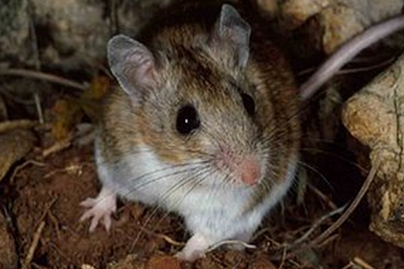 white footed mouse