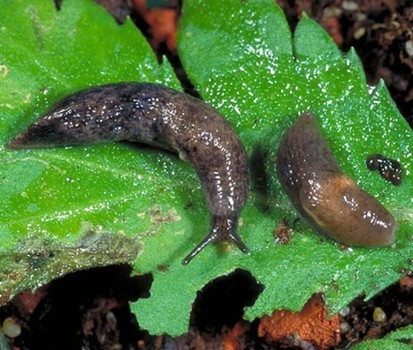 Snails and Slugs Integrated Pest Management for Home Gardeners and Landscape Professionals