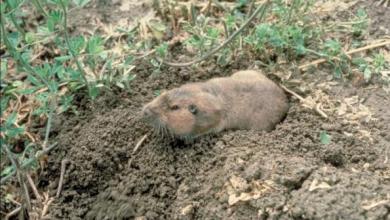 Pocket gophers – No. 1 enemy in subsurface drip irrigation in western alfalfa