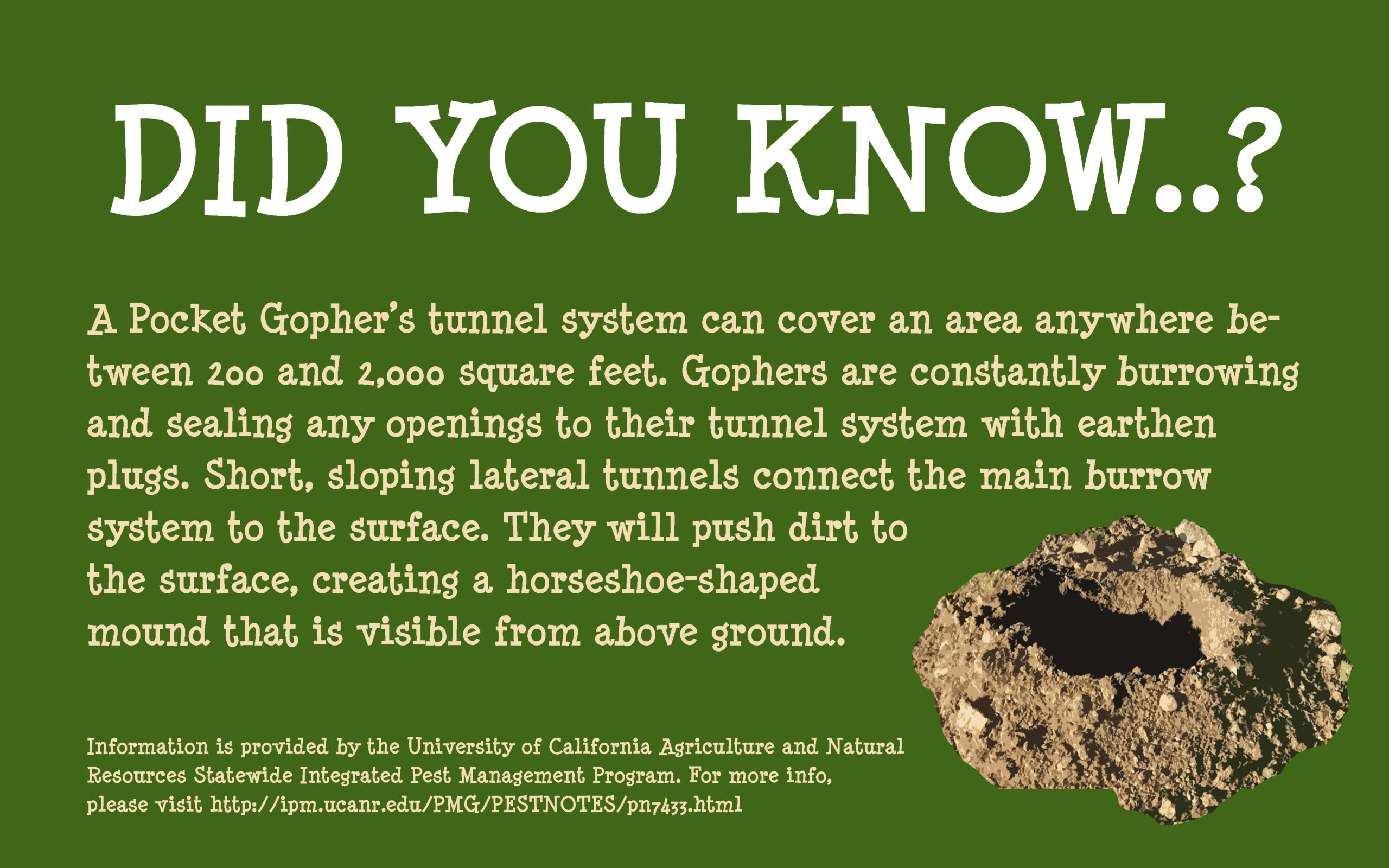 A Gopher’s Tunnel System