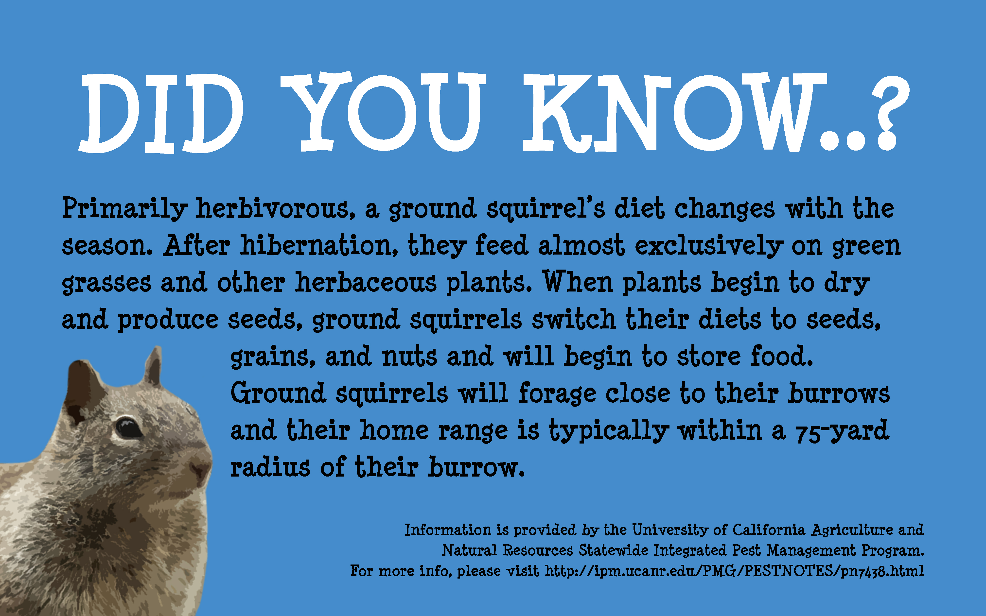 DID-YOU-KNOW-Ground-Squirrels-Eat