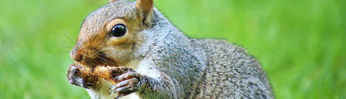 Gnawing squirrels are culprits at many crime scenes