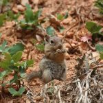 ground-squirrel-in-explore