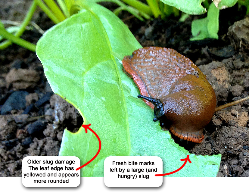 How to Identify Slug or Snail Damage