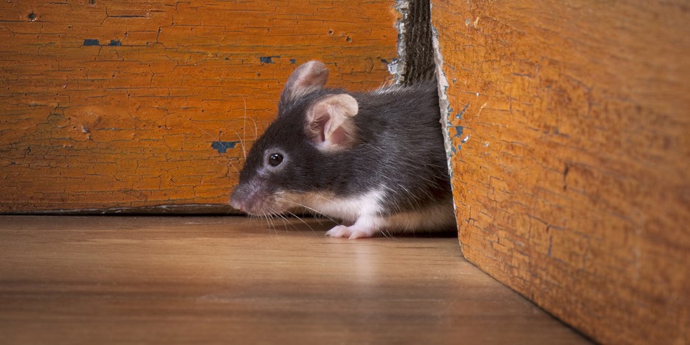 New York City mice are loaded with bacteria, superbug germs