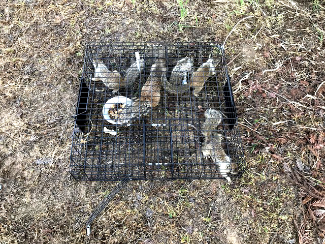 Wilco Ground Squirrel Trap in action!