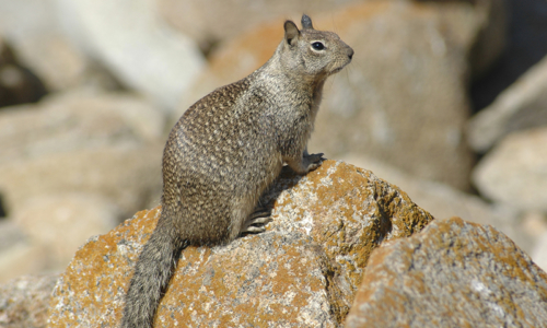 California,Ground,Squirrel,(spermophilus,Beecheyi),Also,Known,As,Beechey,Ground
