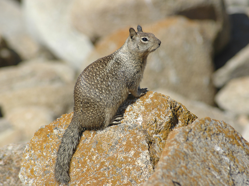 California,Ground,Squirrel,(spermophilus,Beecheyi),Also,Known,As,Beechey,Ground