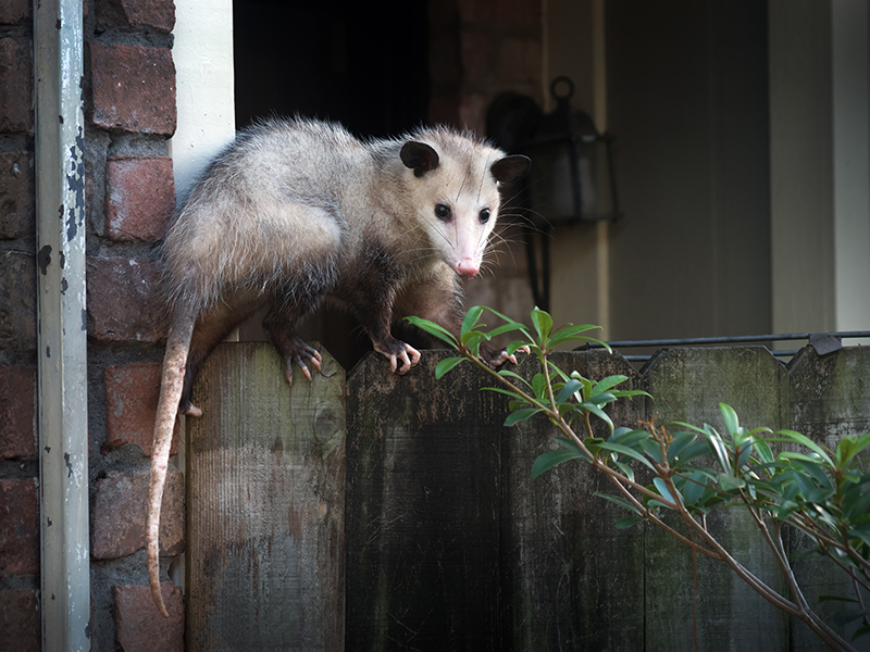 Adult,Female,Virginia,Opossum,(didelphis,Virginiana),,Commonly,Known,As,The