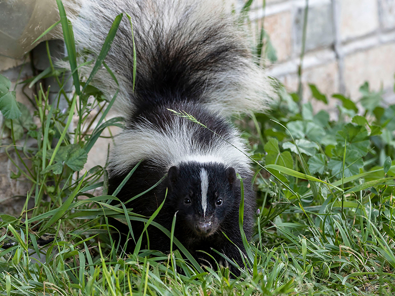 Young,Striped,Skunk,(mephitis,Mephitis),Near,The,Human,Dwelling