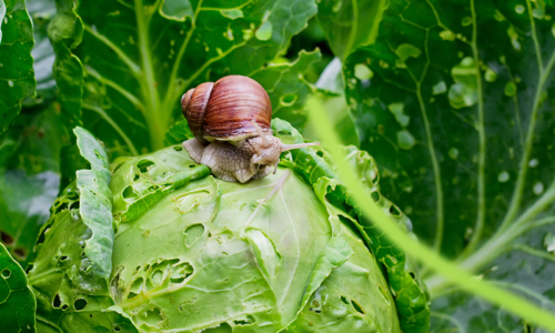 Garden,Snail,(helix,Aspersa),Is,Sitting,On,Cabbage,In,The