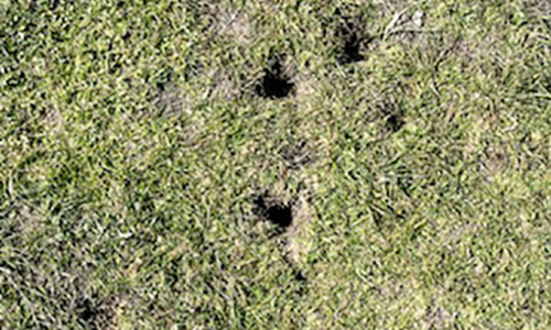 vole burrows