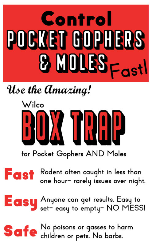 Trap Moles with Wilco’s Box Trap!